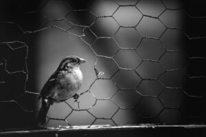 grayscale photo of bird on wire fence