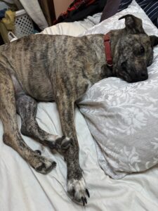 small hound dog sleeping with head on pillow