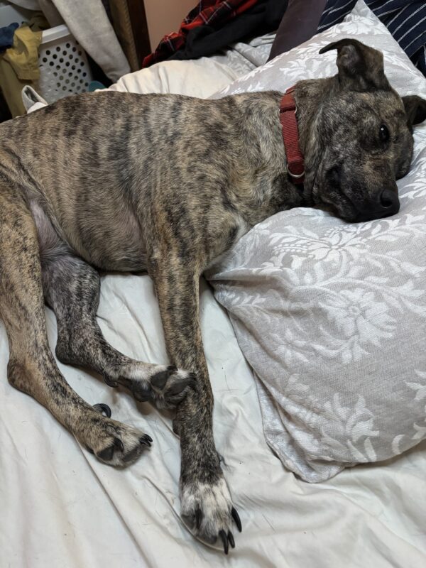 small hound dog sleeping with head on pillow