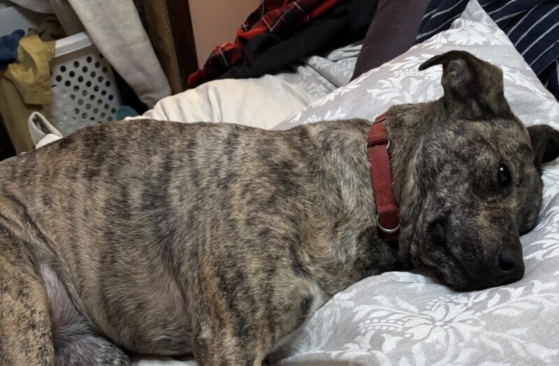 small hound dog sleeping with head on pillow
